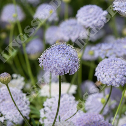 Picture of Didiscus - Caerulea Lacy Blue